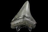 Serrated, Fossil Megalodon Tooth - Nice Tooth #137324-2